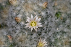 Mammillaria plumosa