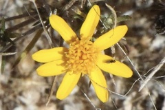 Thymophylla acerosa