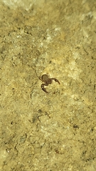 Hesperochernes mirabilis