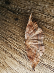 Eutrapela clemataria