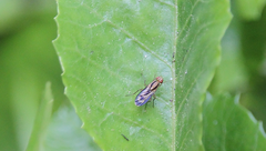 Apiochaeta vitticollis