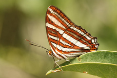 Adelpha syma