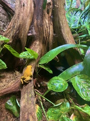 Phyllobates terribilis