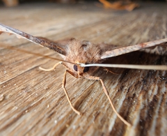 Eutrapela clemataria