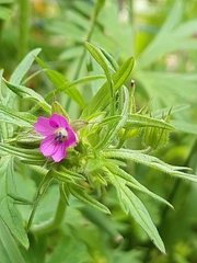 Geranium dissectum