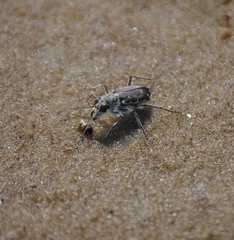 Cicindela hirticollis