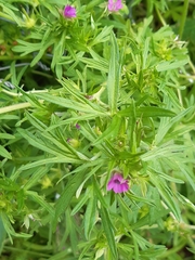 Geranium dissectum