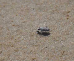 Cicindela hirticollis