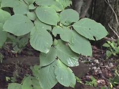 Styrax grandifolius