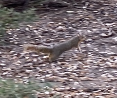 Sciurus niger