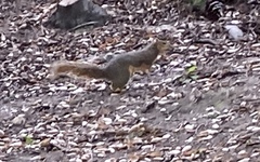 Sciurus niger
