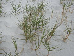 Sporobolus virginicus