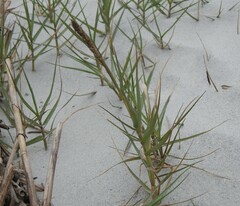 Sporobolus virginicus