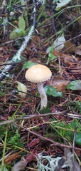 Stropharia ambigua