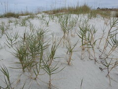 Sporobolus virginicus