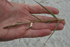 Sporobolus virginicus