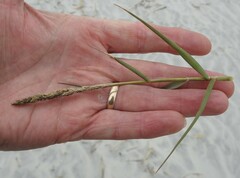 Sporobolus virginicus