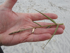 Sporobolus virginicus