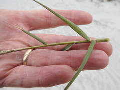 Sporobolus virginicus