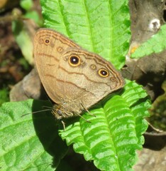 Hermeuptychia harmonia