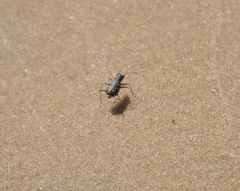 Cicindela hirticollis
