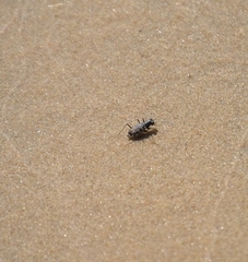 Cicindela hirticollis