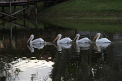 Pelecanus erythrorhynchos