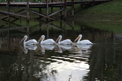Pelecanus erythrorhynchos