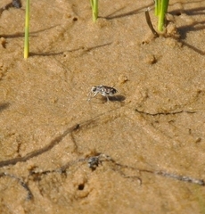 Cicindela hirticollis