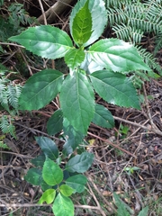 Hedycarya angustifolia