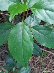 Hedycarya angustifolia