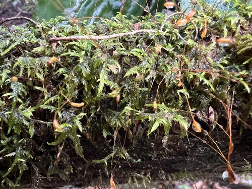 Heterophyllium nemorosum observed 2022-12-06