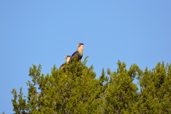 Caracara plancus cheriway