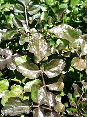 Nasturtium microphyllum