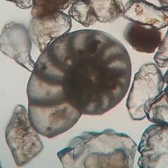 Foraminifera