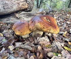 Boletus
