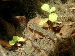 Eucyclogobius newberryi