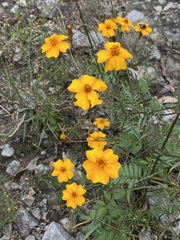 Tagetes tenuifolia