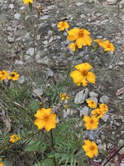 Tagetes tenuifolia