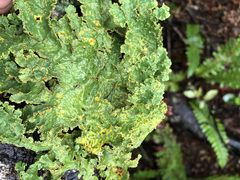 Yarrumia colensoi