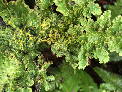 Yarrumia colensoi