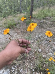 Tagetes tenuifolia