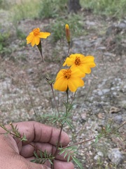 Tagetes tenuifolia
