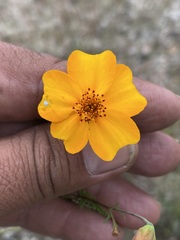 Tagetes tenuifolia