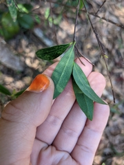 Wikstroemia