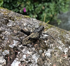 Taeniopoda