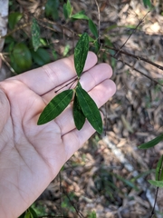 Wikstroemia
