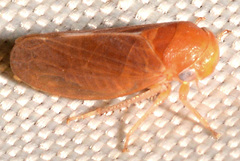 Oncopsis sobria