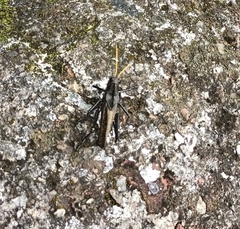Taeniopoda