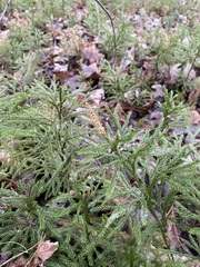 Dendrolycopodium